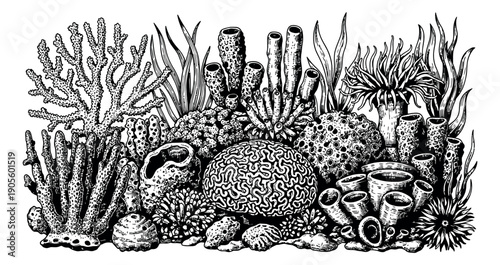 Hand drawn line art marine life set featuring corals, sponges, and seaweed for underwater designs
