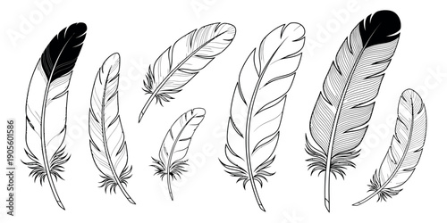 Hand drawn line art feather set featuring various bird plumes for decoration