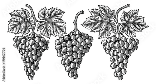 Hand drawn line art grape set featuring three bunches of ripe grapes with leaves for wine labels and harvest festival designs