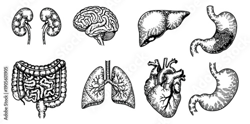 Hand drawn line art human internal organs set featuring brain, heart, lungs, kidneys, liver, stomach, and intestines for health and science education