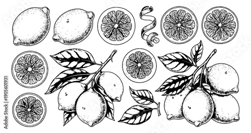 Hand drawn line art lemon set featuring whole fruits, sliced pieces, and foliage with a peel for cooking and beverage designs