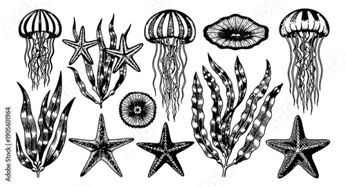 Hand drawn line art marine life set featuring jellyfish, starfish, and sea plants for underwater themed designs
