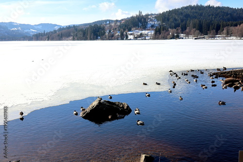 Ententreffen am Ufer des vereisten Titisees