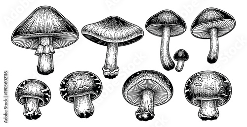 Hand drawn line art mushroom set featuring various fungi for botanical design