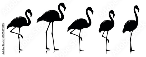 Silhouette flamingo set featuring various poses for tropical design