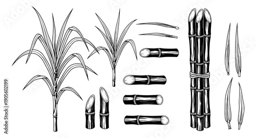 Hand drawn line art sugarcane elements set featuring plants, cut stalks, and leaves for food and agriculture