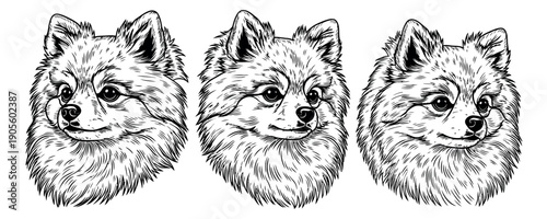 Hand drawn line art Pomeranian dog set featuring three furry heads for pet-related concepts
