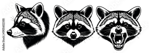 Hand drawn line art raccoon head set featuring a profile, front portrait, and aggressive snarl for mascot designs