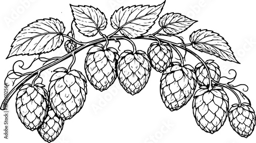 Vector engraving style hop branch with leaves and cones. Botanical illustration for beer design, brewing industry, labels and packaging. EPS vector isolated on white.