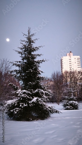 winter landscape with snow