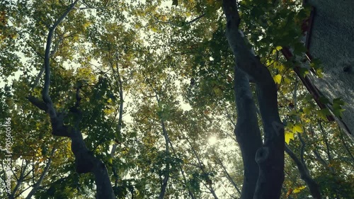 Tree in Shanghai highlighting coexistence of nature and metropolitan development.