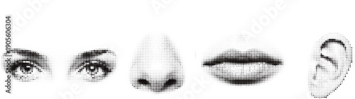 Human Facial Features Anatomy Drawing Elements 