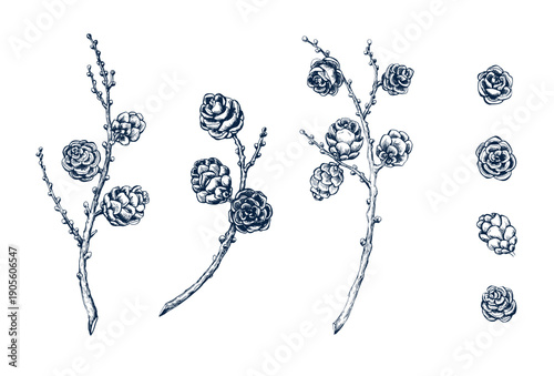 Larch wreath, cone without needles set. Botanical hand drawn Isolated vector illustration. Larch twig sketch template for card design Christmas invitation, holiday decor. Engraving style collection