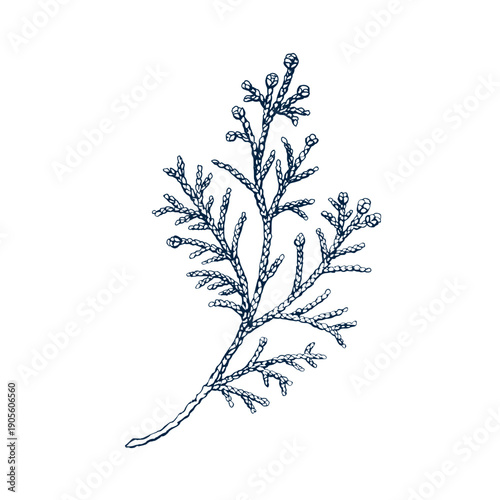 Cypress twig. Botanical hand drawn Isolated vector illustration. Cypress sprig branch sketch template for card design Christmas invitation, poster, holiday decor. Engraving style