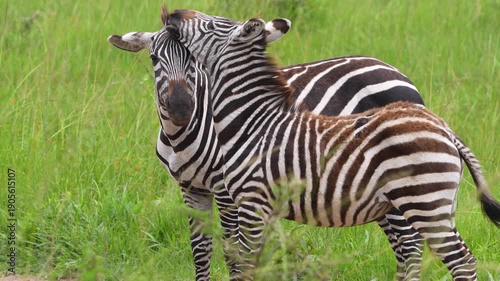 Two Plains zebras (Equus quagga) standing together in the savanna grasslands of Lake Mburo National Park, Uganda