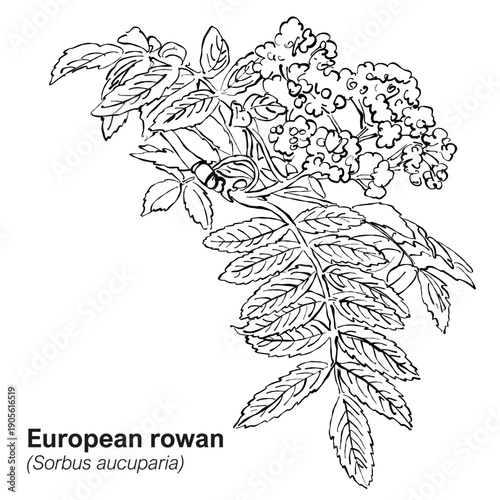 European Rowan. Vintage Botanical Line Drawing Illustration in Black and White.Minimal monochrome artwork suitable for nature-themed design, educational materials, prints, and decorative backgrounds.
