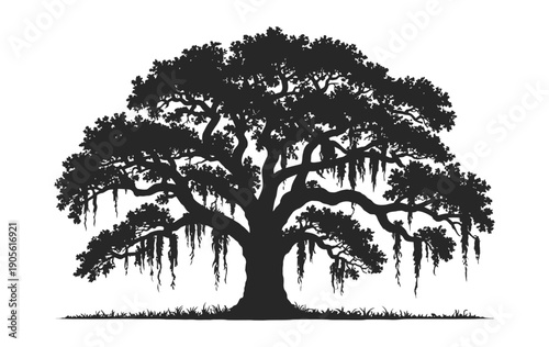 Majestic Live Oak Tree Silhouette Vector Illustration, Southern Oak With Hanging Spanish Moss, Isolated On White Background For Nature Illustration, Landscape Design, And Botanical Artwork.