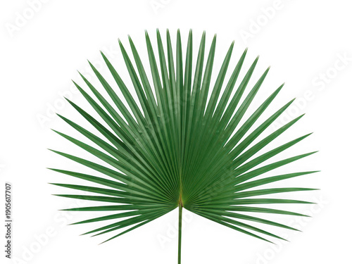 A vibrant green palm leaf isolated on transparent background