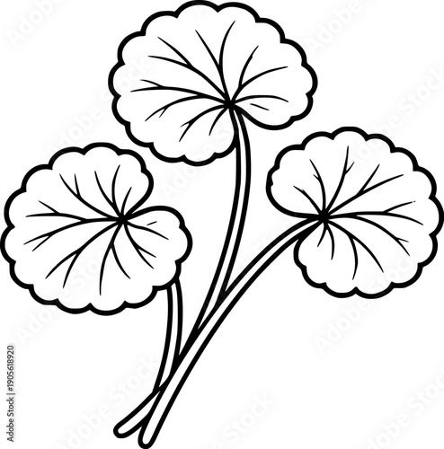 Black and white vector illustration of centella asiatica plant (gotu kola). Hand drawn botanical sketch in outline style isolated on white background. Medicinal herb used in skincare, cosmetics 