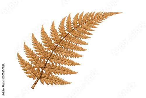 Golden fern frond with intricate foliage texture, symbolizing autumn, nature, and organic beauty on a transparent background