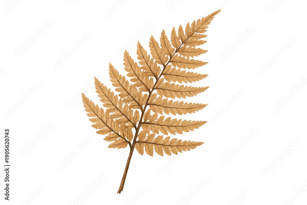 Obraz premium Dry brown fern leaf on a transparent background, autumn botanical foliage illustration, changing season plant