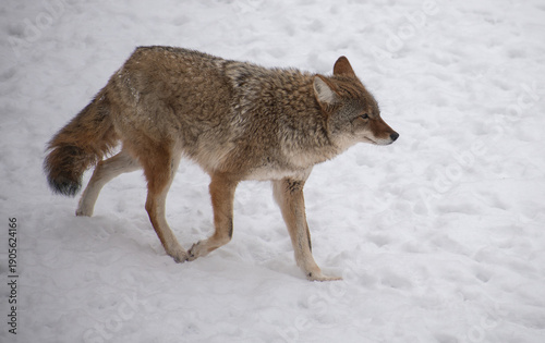 A wild coyote runs across a snowy landscape in winter, captured in side profile with its thick fur and focused posture. 
