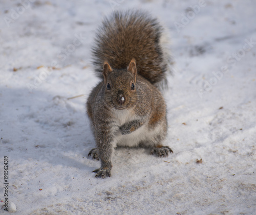 A wild squirrel crouches in a football-style three-point stance on fresh snow, staring straight into the camera with an alert, determined posture. Winter wildlife concept with playful, athletic energy