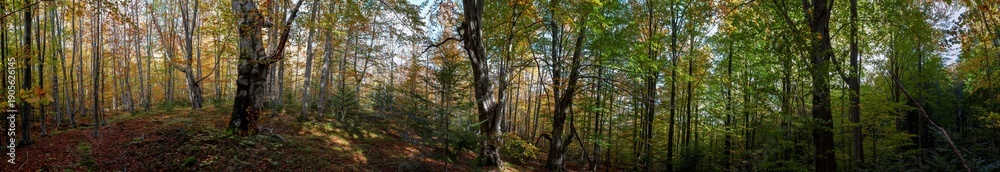 Obraz premium Panorama of birch forest in the mountains. In early autumn, the fern turns yellow.