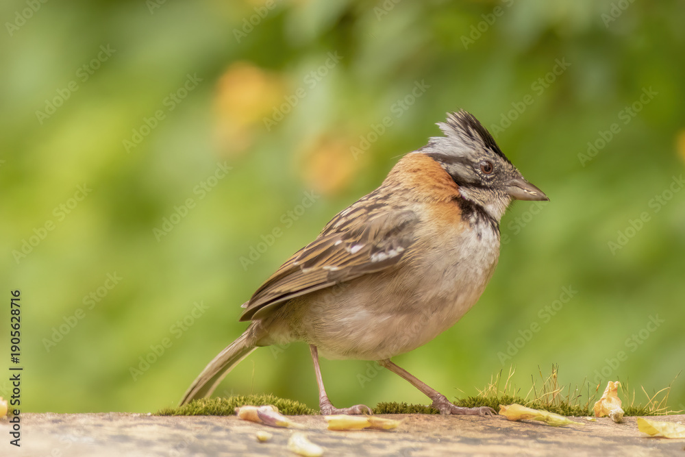 Obraz premium A rufous-collared sparrow standing in the clay tiled floor of a terrace, in a farm in the eastern Andean mountains of central Colombia, near the Iguaque natural reserve.