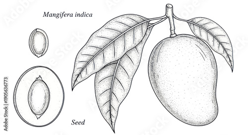 Botanical illustration of a mango fruit (Mangifera indica) with leaves and seed