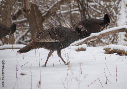 A small flock of wild turkeys walks through a snowy forest, foraging across fresh snow among bare winter trees. Natural winter wildlife scene with seasonal texture, woodland habitat