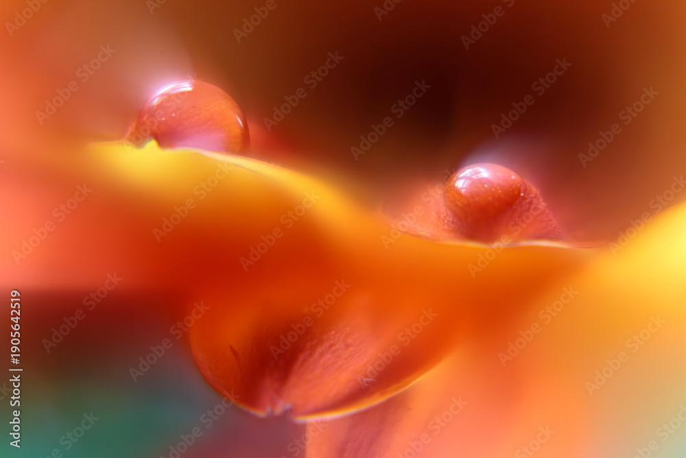 Fototapeta premium Sparkling morning dew on a vibrant red petal with artistic soft focus. Ethereal nature background for organic beauty campaigns.
