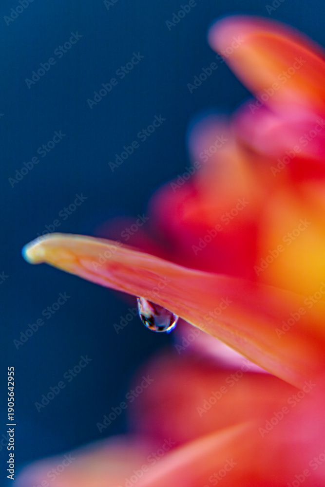 Fototapeta premium Macro of yellow chrysanthemum petal tip with dew drop on blue background. Minimalist Blue Hour floral art for serene design.