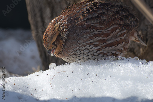 A northern bobwhite quail forages on a mound of fresh snow, appearing to peck at snow crystals in winter light