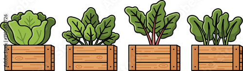 Leafy Green Vegetables Growing in Wooden Crates Set Isolated on White Background Flat Vector Illustration