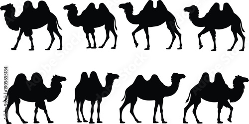 Camel silhouette set with double hump Bactrian camel poses isolated on white background, desert wildlife animal collection for design use