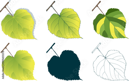 Set of hand-drawn green-yellow linden leaves on transparent background. Flat and line styles vector illustrations