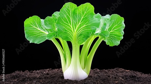 Vibrant Green Bok Choy Plant Against Black Background