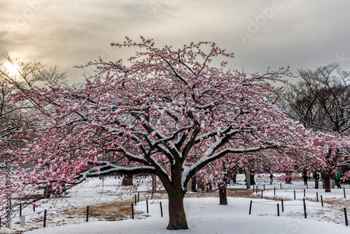 Beautiful contrast of fresh white snow on blooming pink sakura tree branches