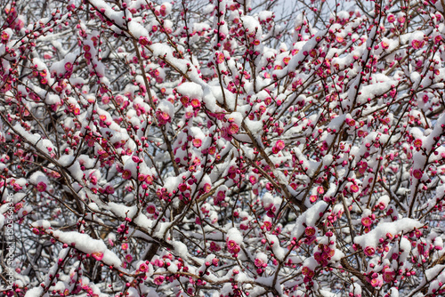 Japanese plum ume blossoming under the cover of snow, Kyoto, Japan