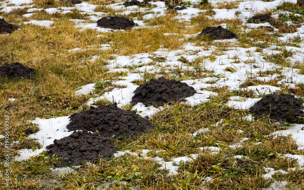 Obraz premium Lawn with many fresh molehills on a field with grass and patches of snow in winter or early spring. Mole damage on the garden. Pest control and wildlife concept. Landscape view.