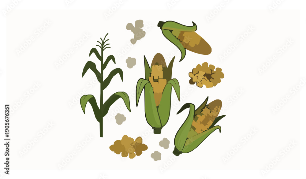 Fototapeta premium Maize and corn vegetable cartoon vector set with kernels popcorn and green leaves isolated