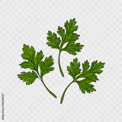 Vector illustration of parsley leaves in flat line art style. Suitable for recipe design, restaurant menus, spice packaging, food labels, healthy eating concepts. Vector illustration EPS10.
