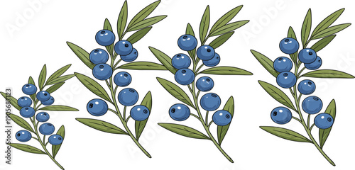 Hand drawn blueberry branches illustration set with fresh berries and green leaves botanical vector collection