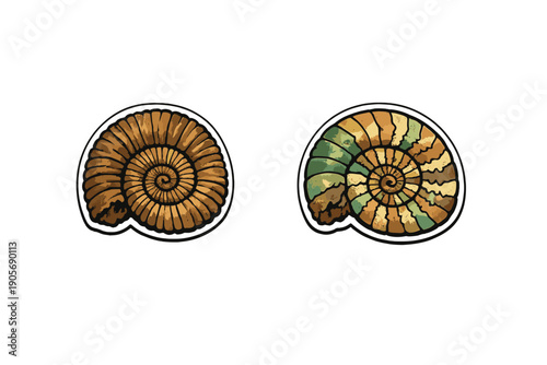 Two illustrated ammonite fossils are displayed against a black background. The left shell is brown and textured, while the right shell has a vibrant green and orange color scheme.