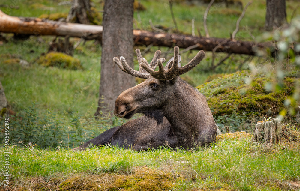 Naklejka premium Wild moose resting on green forest meadow.