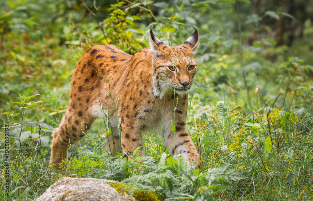 Naklejka premium The Eurasian lynx (Lynx lynx) in the forest.