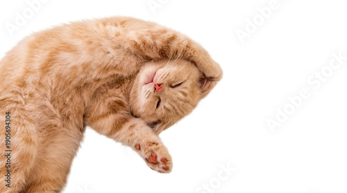 Εκτύπωση καμβά an adorable ginger cat sleeps soundly, curled up with its paw over its head, on a transparent background, symbolizing comfort and tranquility