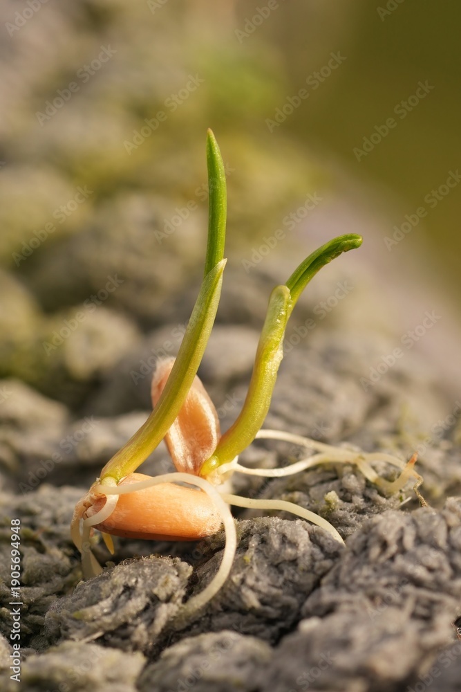 Fototapeta premium Sprout Emerge: A Symbol of Growth on Textured Surface, signifying new life