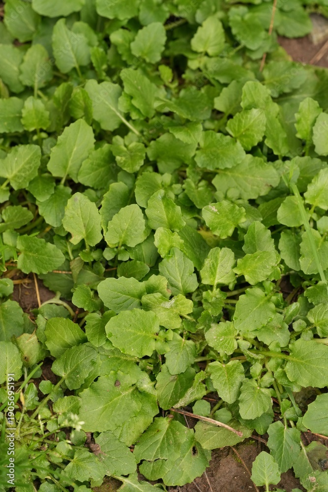 Fototapeta premium Closeup on emerging green leaves of Common nipplewort wildflower, Lapsana communis